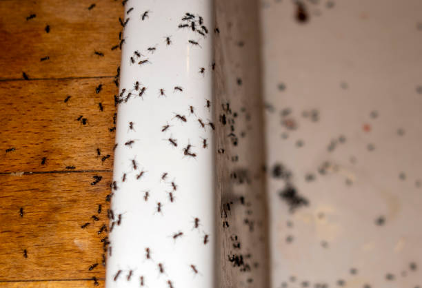Best Commercial Pest Control Services  in Pueblo, CO